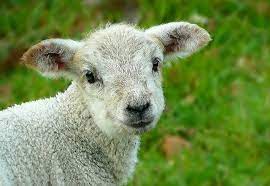 Baby Sheep What Is A Baby Sheep Called Raisingsheep Net