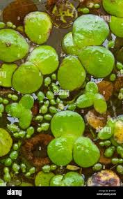 Image result for Wolffia arrhiza