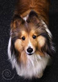 Everything About Energetic Shetland Sheepdog Puppy Size Shetlandsheepdogsofinstagram Shetlandsheepdogmix Shetland Dog Breeds Shetland Sheepdog Puppies Dogs