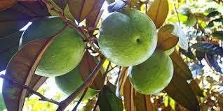 Buah ini sangat kaya zat antioksidan. Ini Makanan Yang Bisa Menjaga Kesehatan Pankreas Merdeka Com