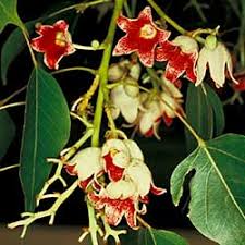 Image result for Brachychiton