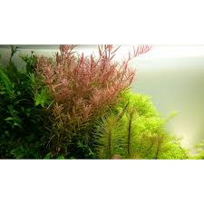 Image result for Rotala fontinalis