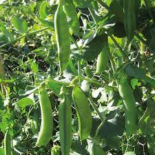 Kacang parang atau kacang buncis besar serta vicia faba, juga dikenali sebagai kacang fava, kacang faba, kacang loceng, or kacang tik, ialah satu spesies kacang (fabaceae) berasal dari afrika utara, barat daya dan selatan asia, dan ditanam meluas di tempat lain. Kacang Parang Kaya Dengan Bahan Dr Zubaidi Hj Ahmad Facebook