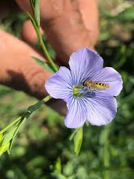 So far we have discussed the right foods you need to use to attract orioles, and then the best times of year to offer these foods. For Bees Butterflies And Landscape Health Top Crop Managertop Crop Manager