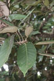 Image result for Heritiera