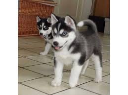 If you would like to expand your search outside of siberian husky puppies listed in south florida, florida, then perhaps you would. Akc Registered Male And Female Siberian Husky Puppies For Sale Animals Apollo Beach Florida Announcement 33263