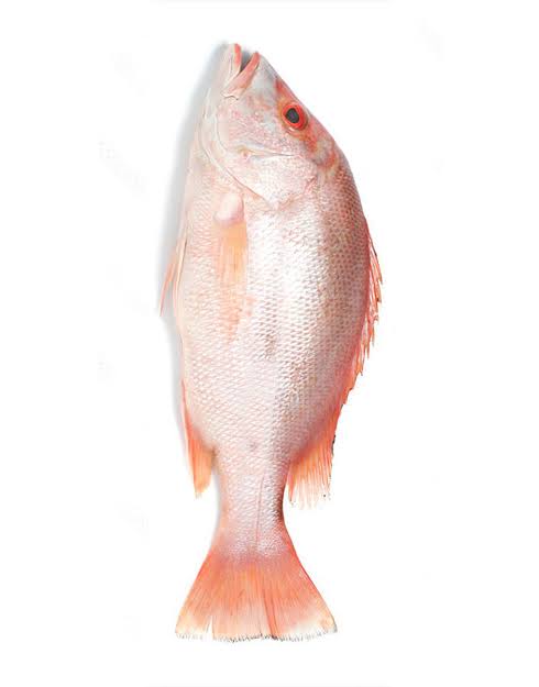 Heera Fish (Red Snapper) in Karachi, Pakistan + Free Shipping in 3 KG