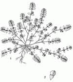 Image result for Euphorbia polycnemoides