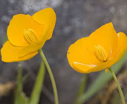 Image result for Eschscholzia