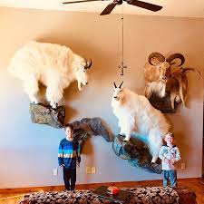 On the street of main street and street number is 109. Alaska Mountain Goat Hair The Long And Short Of It Alaska Boat Hunts