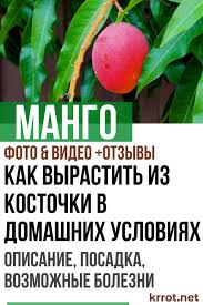 можно ли вырастить манго из косточки в домашних условиях Mango Posadka Vyrashivanie Iz Kostochki Uhod Foto Ogorod Dacha Rasteniya Frukty Mango Fruit Plants
