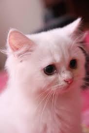 Account Suspended Persian Kittens Persian Kittens For Sale Pet Birds