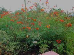 Bird Of Paradise Bush Arizona Pruning Your Desert Bird Of Paradise Orange Red And Yellow Flowering Bushes In Az Tx Ca Mexi Drought Tolerant Shrubs Yellow Flowering Bush Yellow Flowers