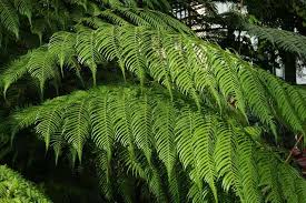Image result for Cyathea dregei