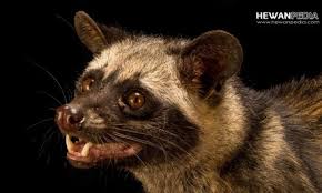 Burung derkuku menurut sudut pandang orang jawa kuno, dan sesepuh sebelumnya banyak memiliki arti dan makna, bukan hanya sekedar burung peliharaan atau burung kicauan seperti burung ocehan lainnya. 5 Mitos Burung Tekukur Atau Derkuku Menurut Primbon Hewanpedia