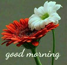 Maybe you would like to learn more about one of these? 85 Beautiful Good Morning Images With Flowers To Wish In Morning
