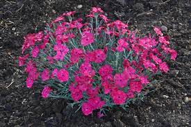 Spacing 16 to 18 inches is. Dianthus Hybrid Pinks Paint The Town Magenta Ebert S Greenhouse