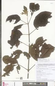 Image result for Vitex madiensis