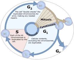 Cell Cycle And Cell Division Assignment Help Mitosis Cell