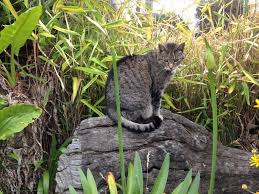 I hope you found your next diy cat furniture project among these ideas, or at least got an inspiration for making your cat's new favorite piece of furniture! Diy Cat Deterrent With Eucalyptus Oil