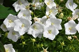 400 x 300 jpeg 42 кб. White Clips Bellflower Campanula Carpatica White Clips In Burlington Waterdown Dundas Ontario Ontario On At Connon Nurseries