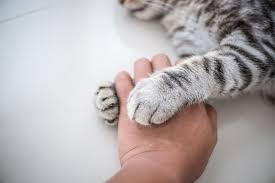 Evde Hangi Tur Kediler Beslenir Sevimli Pet Taksi