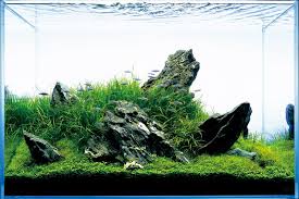 *premium* natural seiryu stone by the lb aquarium aquascaping ada iwagumi amano. Pin Oleh Ziv Goldin Di Ideas For My New Ada Mini L