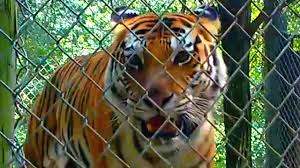 Click here to view cats in indiana for adoption. Exotic Feline Rescue Center Big Cat Tour Youtube