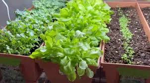 Please learn to grow some of your food, if you aren't already. Grow Lettuce Indoors For Beginners The Easy Way Gardening Channel