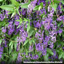 Image result for Hardenbergia comptoniana