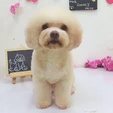 Grooming Toy Poodle Mushroom Head Hairstyle Puppies Sale Toy Poodle Haircut Toy Poodle Poodle