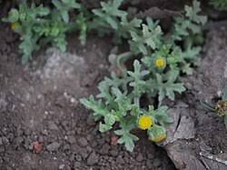 Image result for Grangea maderaspatana