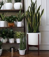 Decoración de interiores con plantas, tendencias. Dressing Your Plants Plantas De Interior Decoracion Plantas Plantas Para Decorar