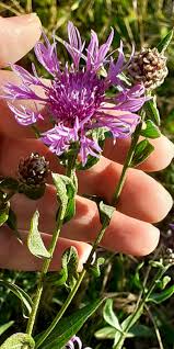 Image result for Erythrocephalum decipiens