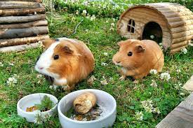 How Long Can Guinea Pigs Go Without Food Diet Tips