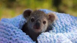 Meet Elsa The Baby Koala Warming Hearts Across The Internet Kutv Cute Baby Animals Cute Animals Baby Animals Pictures
