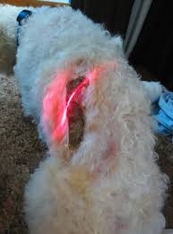 This item only comes in one variety. Petmobile Pet Hospital 608 W Interstate 30 Garland Tx Veterinarians Mapquest