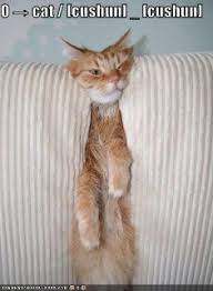 Image result for lolcats