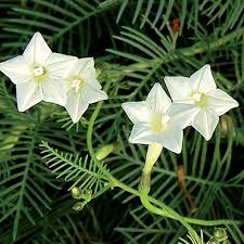 10 seeds bhutan cypress cupressus torulosa. White Cypress Vine Flower Seed Savers Exchange