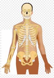 Posted in diagrams | tagged all bones, human skeleton, skelet, skeleton human eye featured. Human Anatomy Vector Human Bone Structure Png Transparent Png 2000x2779 2406598 Pngfind