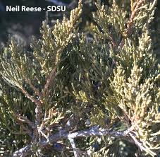 Image result for Cupressaceae