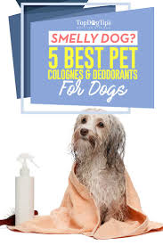 This deodorizing spray has an odor control agent that works to keep the dog smelling fresh after application. 5 Best Dog Cologne And Dog Deodorant Brands Of 2020 Non Toxic