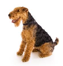 In the late 1880s and used as show dogs. Welsh Terrier Definition Und Bedeutung Collins Worterbuch