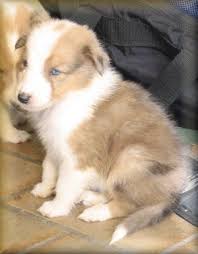 Konnte nach einiger zeit trotz eines handicap's. Colliewelpen Suchen Ein Liebevolles Zuhause Hunde Kleinanzeigen Net