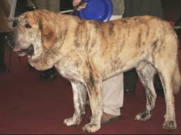 You may chat and learn what breed. 21 Exotic Indian Dog Breeds All Dogs Of India