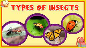 These bug ideas will be a huge hit with you preschool class. Learn About Different Type Of Insects Preschool Learning For Kids Educational Video For Children Youtube