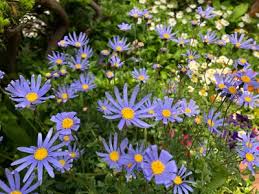 Image result for Felicia muricata