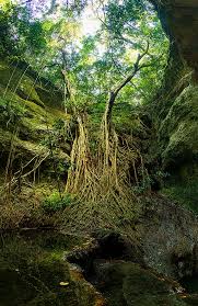 Image result for Ficus bubu