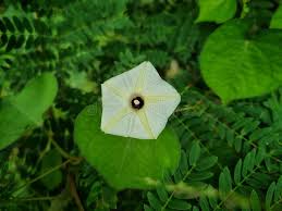 Image result for Ipomoea obscura