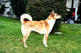 Image result for západosibiřská lajka